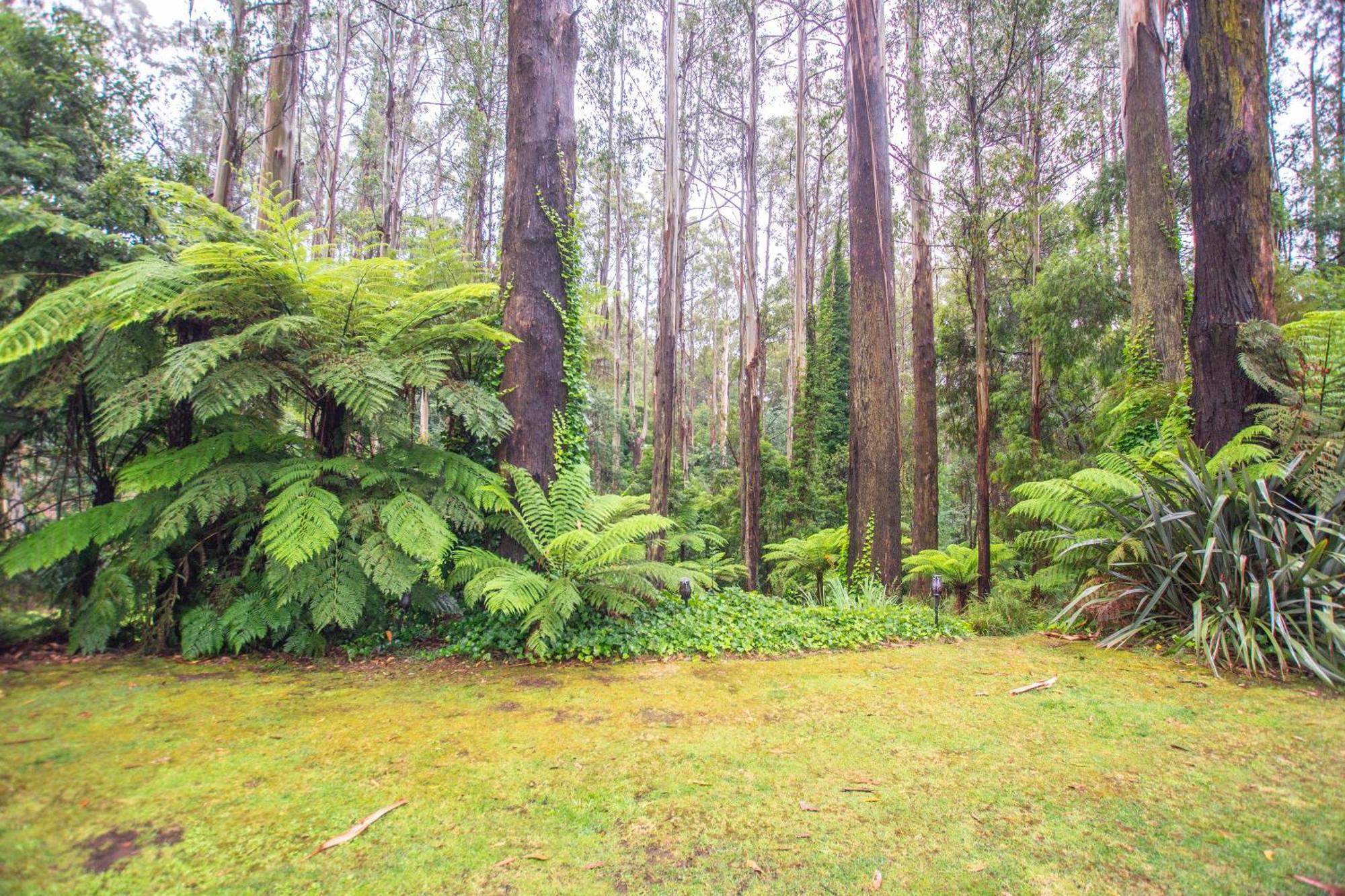 The Fernglen Forest Retreat Mont Dandenong Extérieur photo