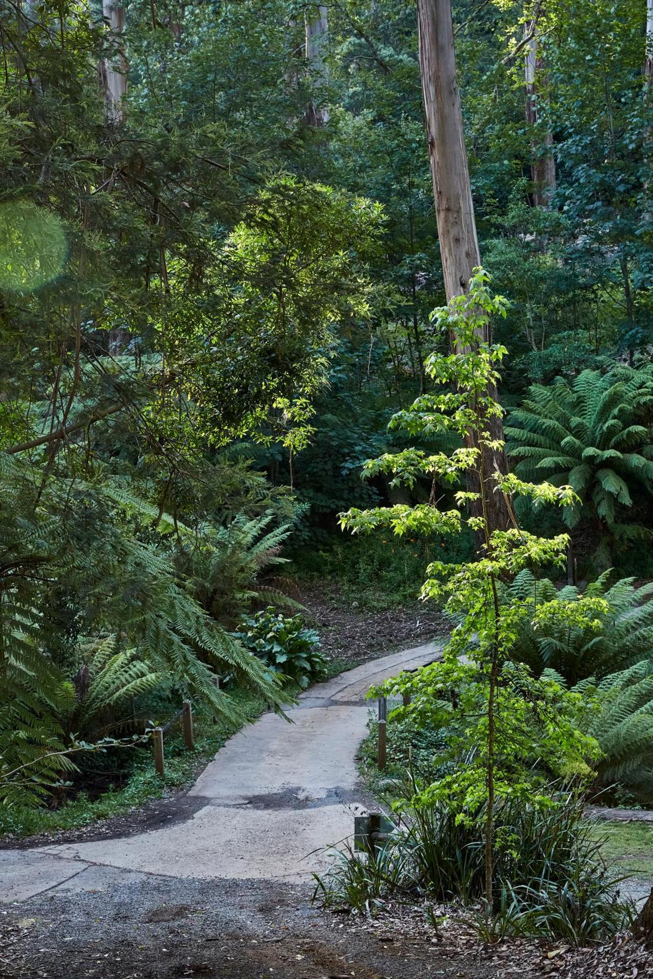 The Fernglen Forest Retreat Mont Dandenong Extérieur photo