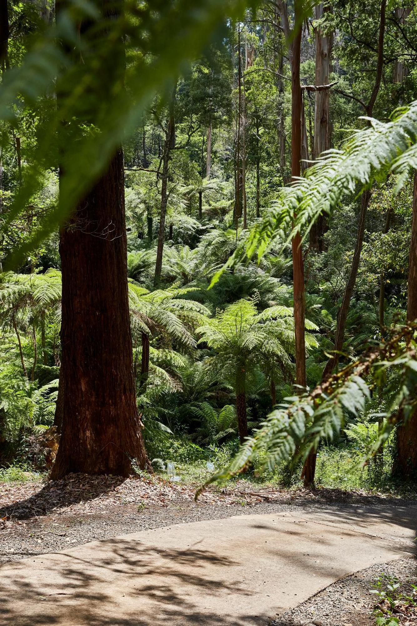 The Fernglen Forest Retreat Mont Dandenong Extérieur photo